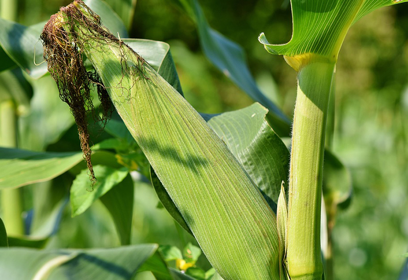 玉米品种开发